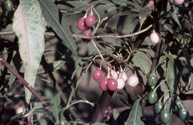 APII jpeg image of Solanum aviculare  © contact APII
