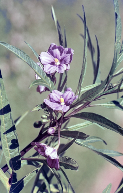 APII jpeg image of Solanum aviculare  © contact APII