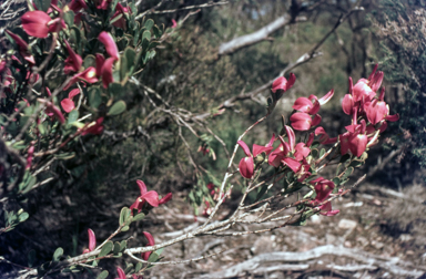 APII jpeg image of Templetonia retusa  © contact APII