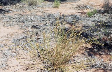 APII jpeg image of Stackhousia megaloptera  © contact APII