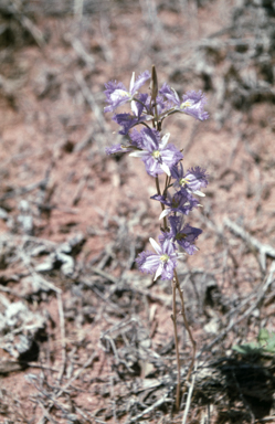 APII jpeg image of Thysanotus baueri  © contact APII