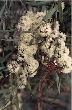 APII jpeg image of Eucalyptus cneorifolia  © contact APII