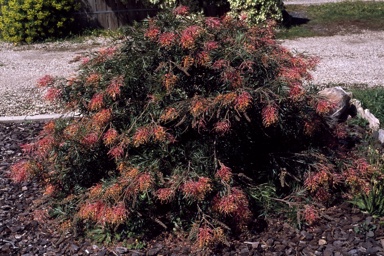 APII jpeg image of Grevillea 'Superb'  © contact APII