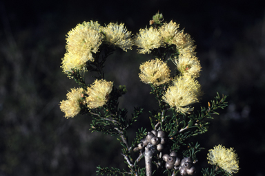 APII jpeg image of Melaleuca dichroma  © contact APII