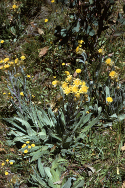 APII jpeg image of Podolepis  © contact APII