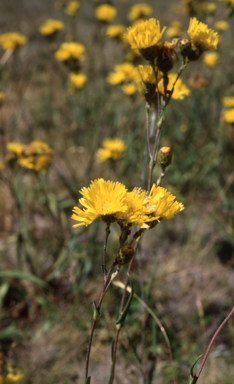 APII jpeg image of Podolepis jaceoides  © contact APII