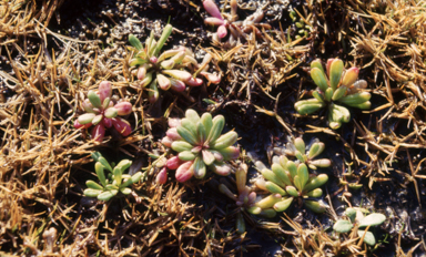 APII jpeg image of Senecio pinnatifolius  © contact APII