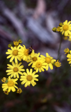 APII jpeg image of Senecio linearifolius  © contact APII
