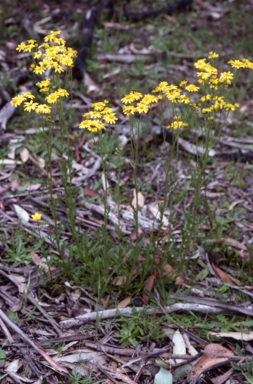 APII jpeg image of Senecio linearifolius  © contact APII
