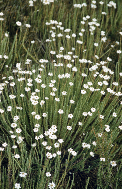 APII jpeg image of Rhodanthe anthemoides  © contact APII