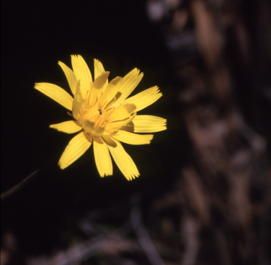 APII jpeg image of Microseris scapigera  © contact APII