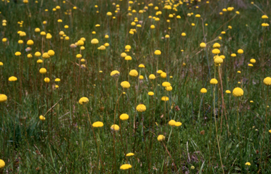 APII jpeg image of Craspedia glauca  © contact APII