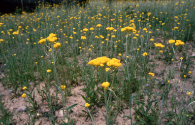 APII jpeg image of Chrysocephalum apiculatum  © contact APII