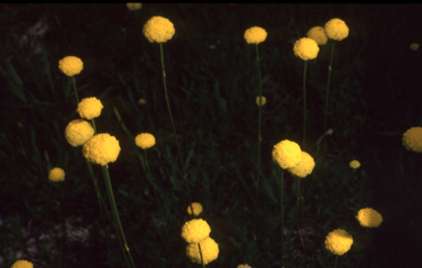 APII jpeg image of Craspedia glauca  © contact APII