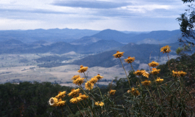 APII jpeg image of Xerochrysum viscosum  © contact APII