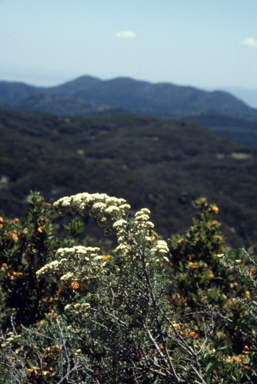 APII jpeg image of Helichrysum  © contact APII