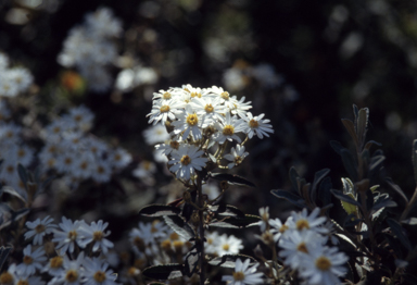 APII jpeg image of Olearia  © contact APII