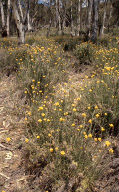 APII jpeg image of Chrysocephalum semipapposum  © contact APII