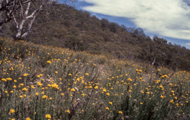 APII jpeg image of Chrysocephalum semipapposum  © contact APII