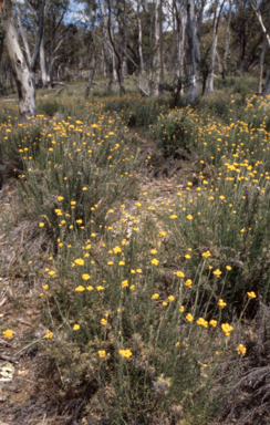 APII jpeg image of Chrysocephalum semipapposum  © contact APII