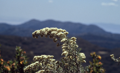 APII jpeg image of Helichrysum  © contact APII