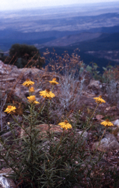 APII jpeg image of Xerochrysum viscosum  © contact APII