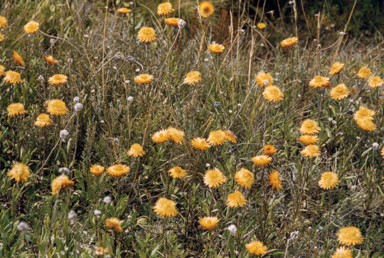 APII jpeg image of Xerochrysum viscosum  © contact APII