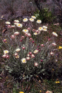 APII jpeg image of Leucochrysum alpinum  © contact APII