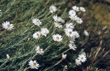 APII jpeg image of Rhodanthe anthemoides  © contact APII