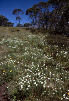 APII jpeg image of Rhodanthe anthemoides  © contact APII