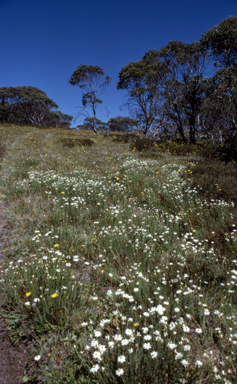 APII jpeg image of Rhodanthe anthemoides  © contact APII