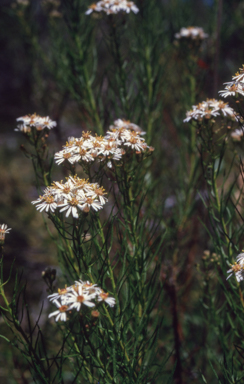 APII jpeg image of Olearia glandulosa  © contact APII