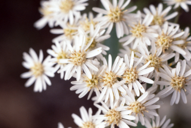APII jpeg image of Olearia lirata  © contact APII