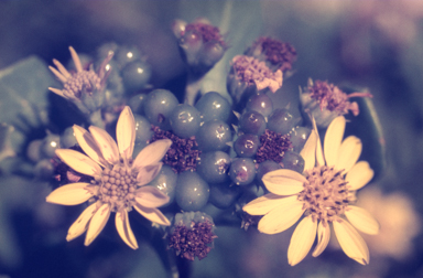 APII jpeg image of Chrysanthemoides monilifera  © contact APII