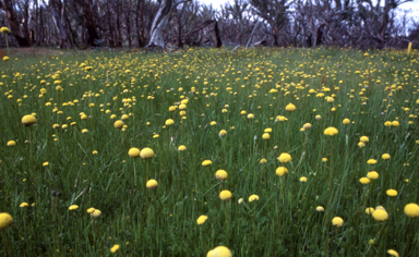 APII jpeg image of Craspedia glauca  © contact APII