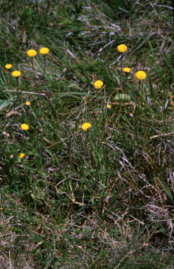 APII jpeg image of Leptorhynchos squamatus  © contact APII