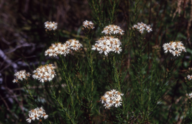 APII jpeg image of Olearia glandulosa  © contact APII