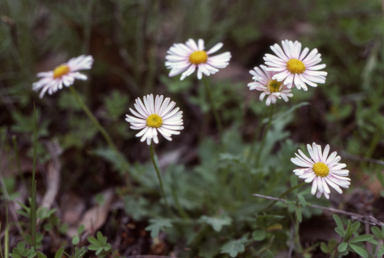 APII jpeg image of Brachyscome  © contact APII