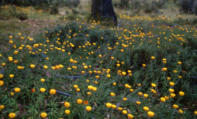 APII jpeg image of Xerochrysum subundulatum?  © contact APII