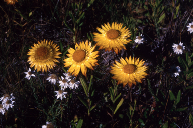 APII jpeg image of Xerochrysum subundulatum?  © contact APII