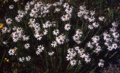 APII jpeg image of Rhodanthe anthemoides  © contact APII