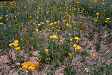 APII jpeg image of Chrysocephalum apiculatum  © contact APII