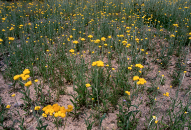 APII jpeg image of Chrysocephalum apiculatum  © contact APII