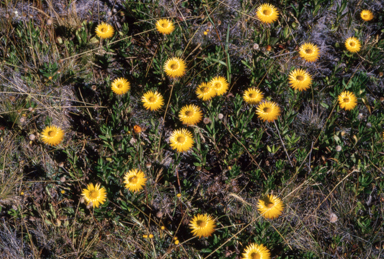 APII jpeg image of Chrysocephalum apiculatum  © contact APII