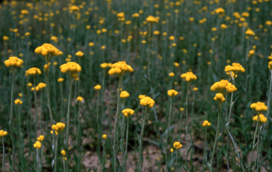 APII jpeg image of Chrysocephalum apiculatum  © contact APII