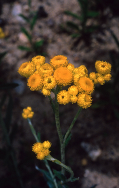 APII jpeg image of Chrysocephalum apiculatum  © contact APII