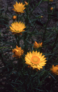 APII jpeg image of Xerochrysum viscosum  © contact APII
