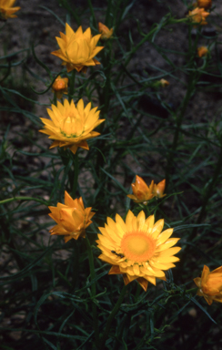 APII jpeg image of Xerochrysum viscosum  © contact APII