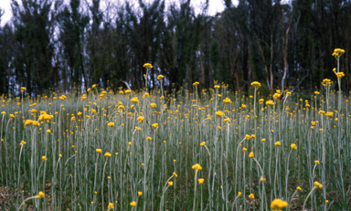 APII jpeg image of Chrysocephalum apiculatum  © contact APII