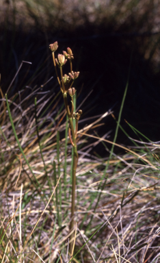 APII jpeg image of Aciphylla  © contact APII